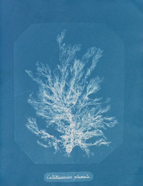 Photographs of British Algae Cyanotype impressions Artvee