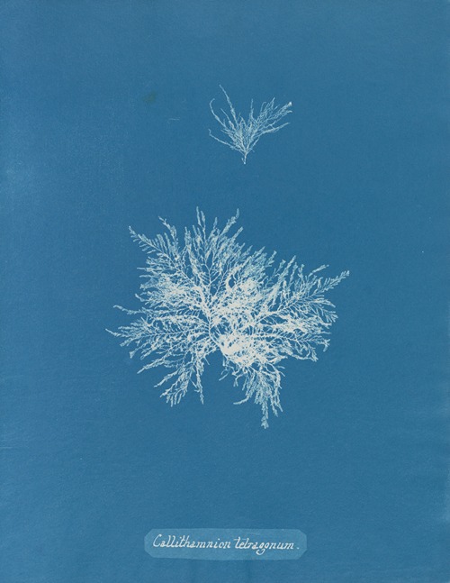 Photographs of British Algae Cyanotype impressions Artvee