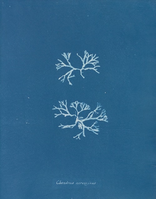Photographs of British Algae Cyanotype impressions Page 2 of 11 Artvee