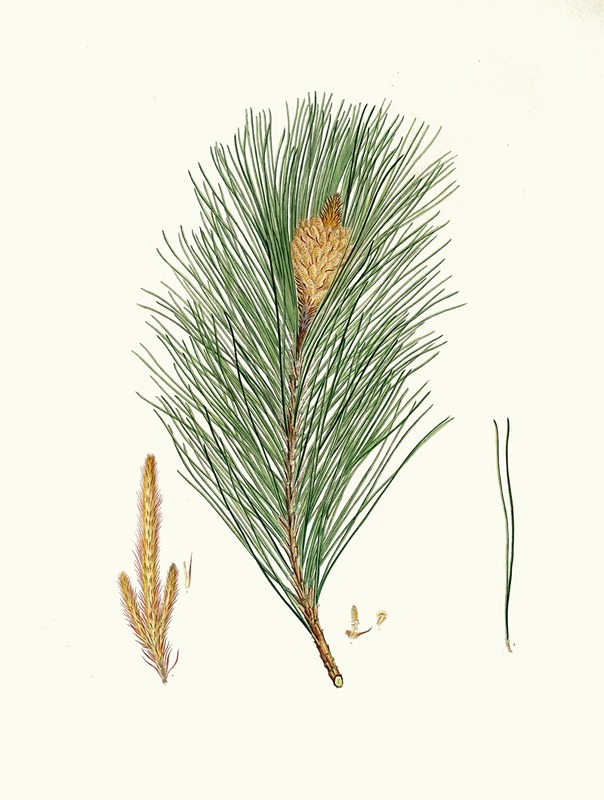 Pinus massoniana = Indian pine by Aylmer Bourke Lambert Artvee