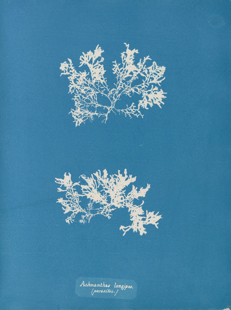Photographs of British Algae Cyanotype impressions Artvee