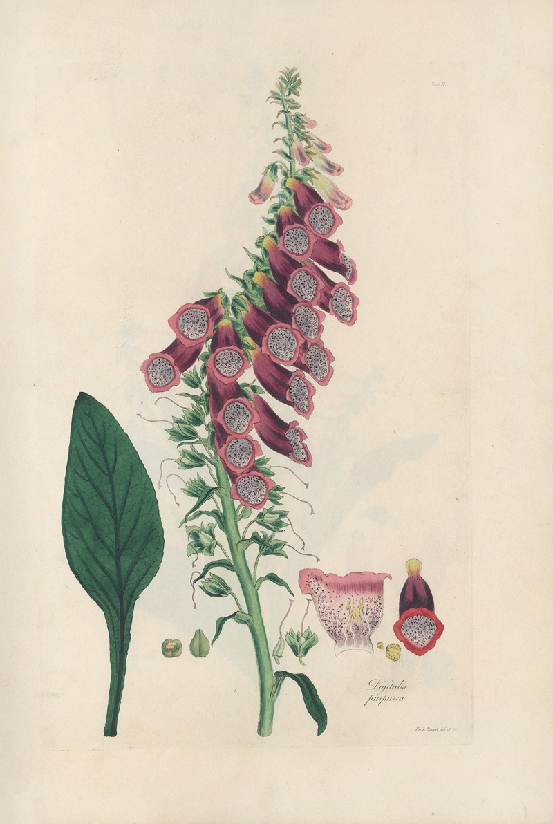 Digitalium monographia Pl.02 by John Lindley Artvee