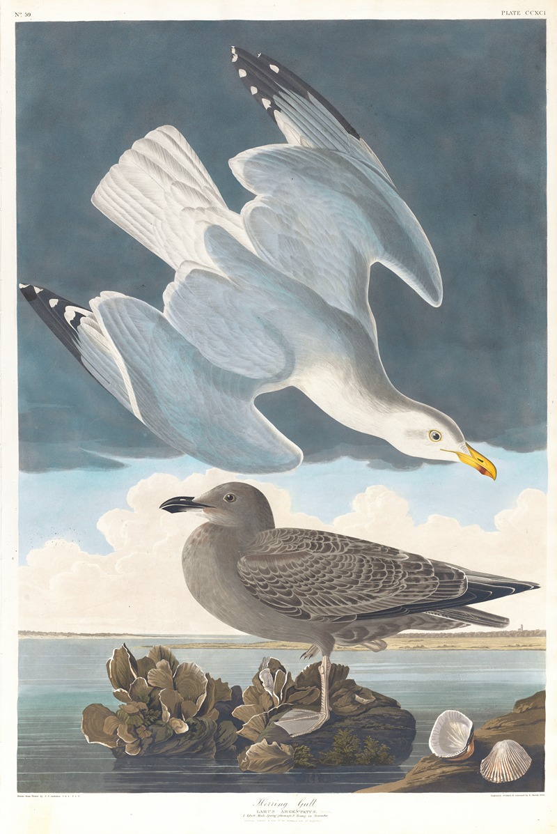 Herring gull by John James Audubon Artvee