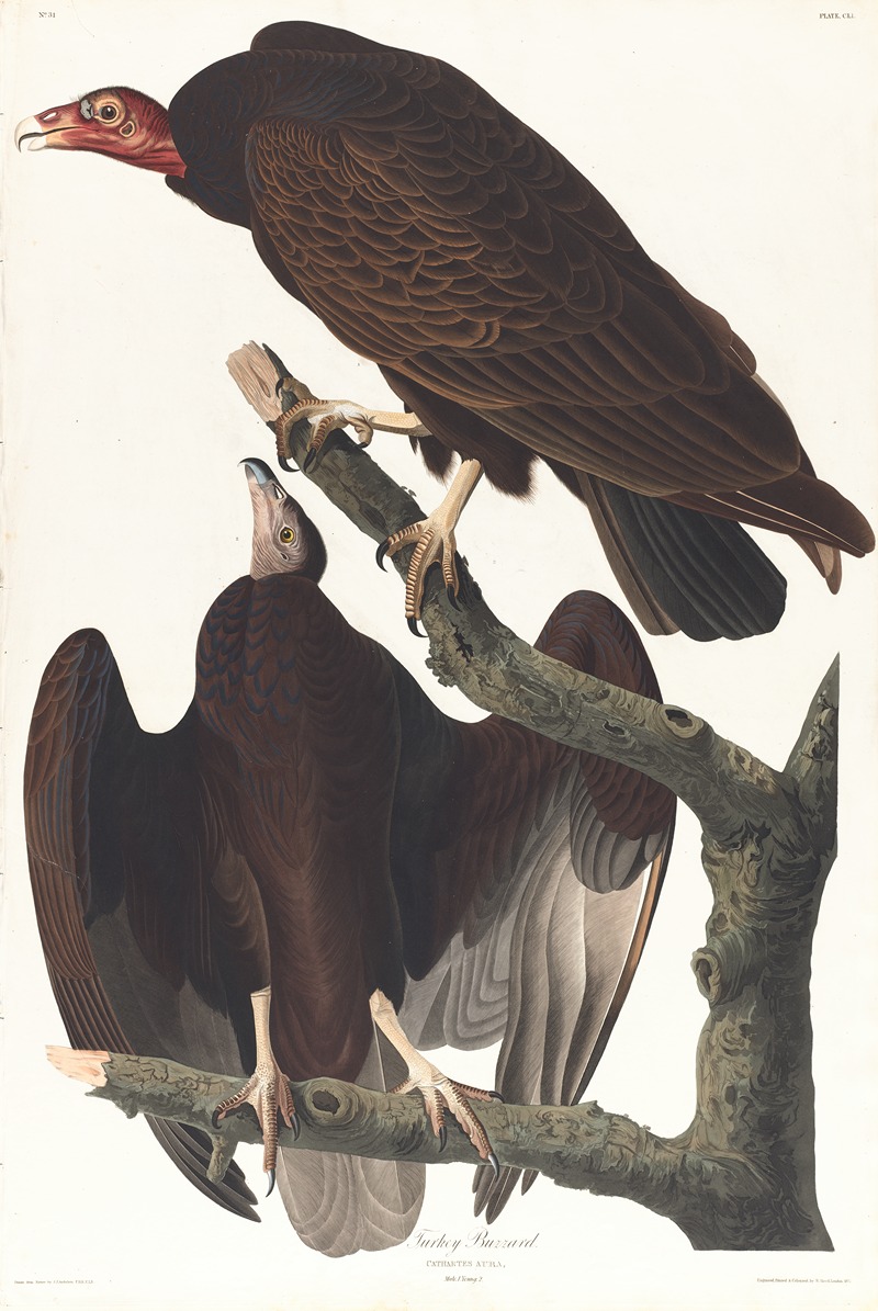 Turkey buzzard by John James Audubon Artvee