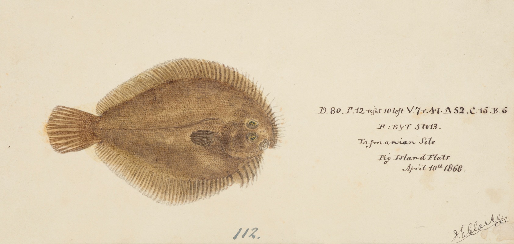 Possibly Ammotretis sp (Tas) Flounder by Frank Edward Clarke Artvee