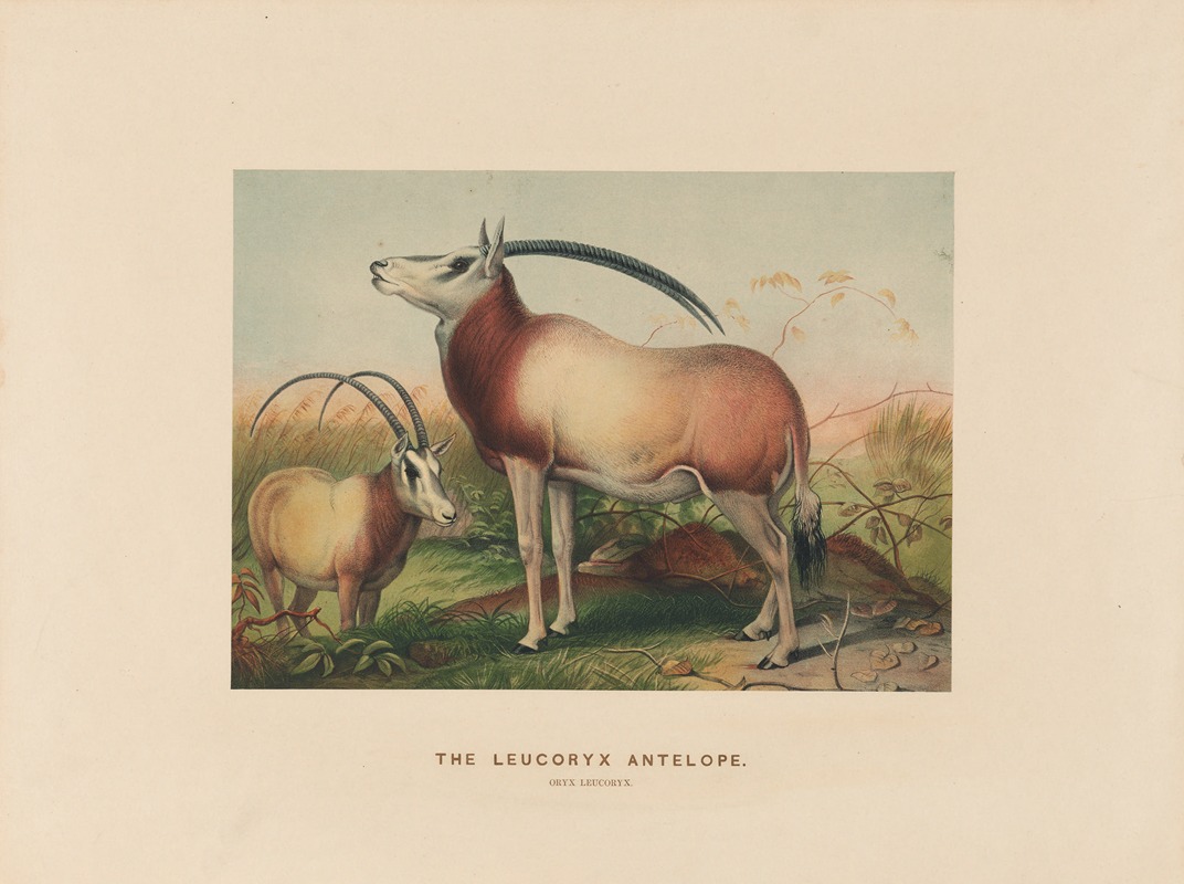 The Leucoryx Antelope Artvee