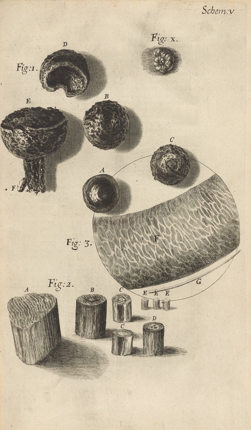 Microscopic view of flint or steel by Robert Hooke Artvee