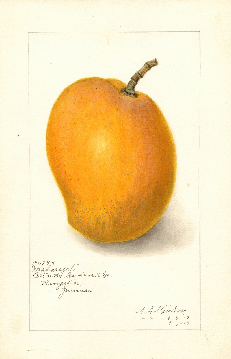 Mangifera indica Maharajah by Amanda Almira Newton Artvee