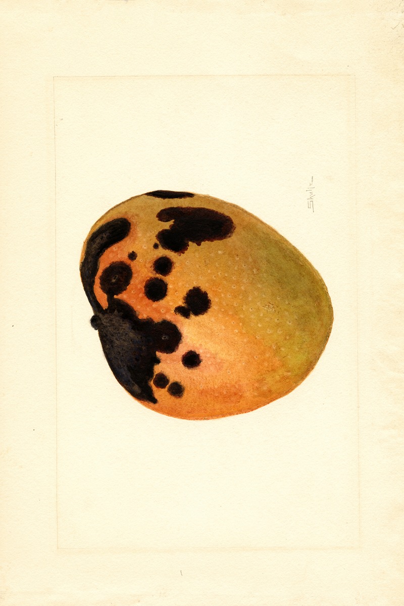 Mangifera indica by James Marion Shull Artvee