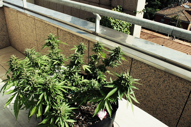 How Can You Grow Weed In The Apartment?