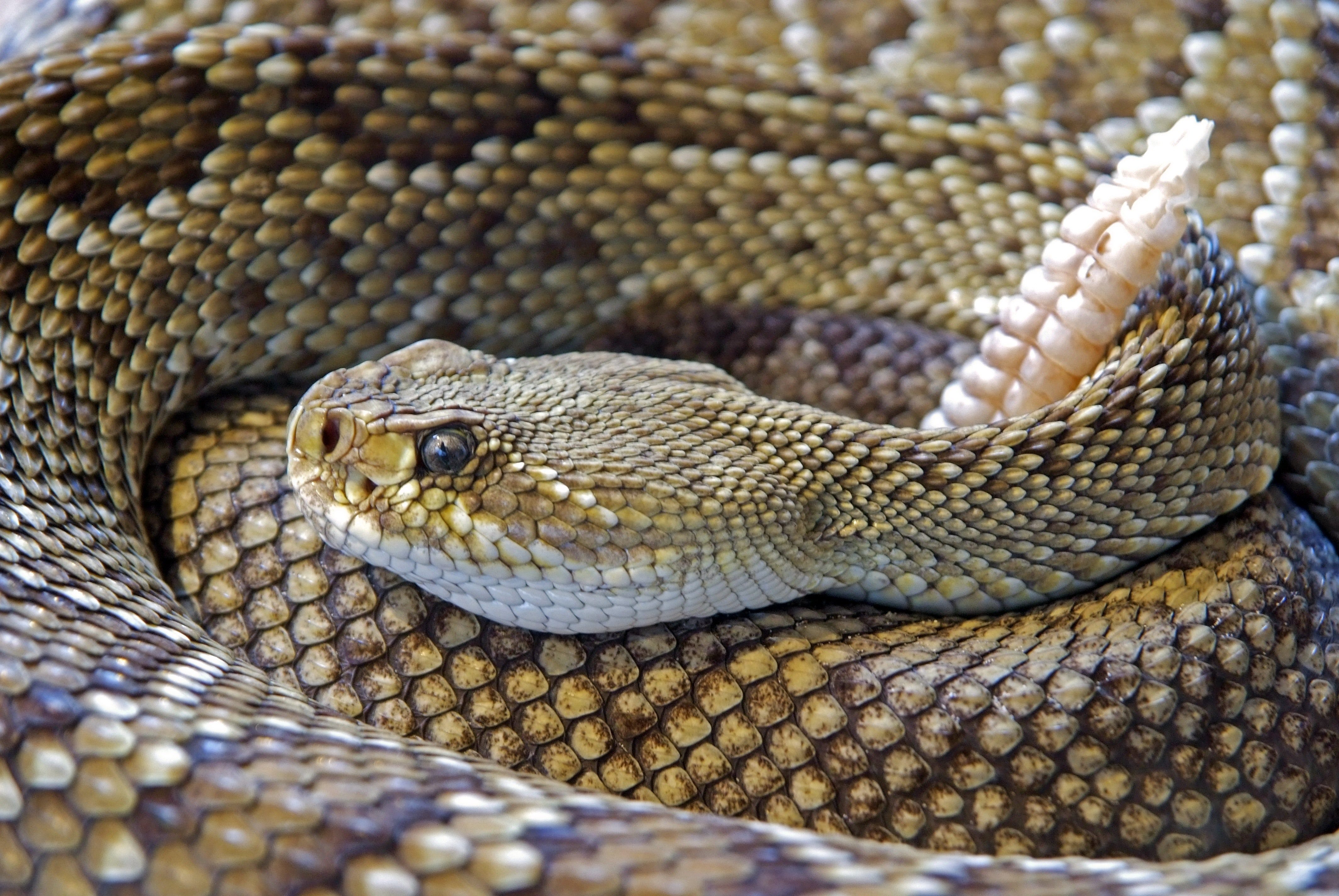 First Aid for Snake Bites Physician Premier Local Emergency Room