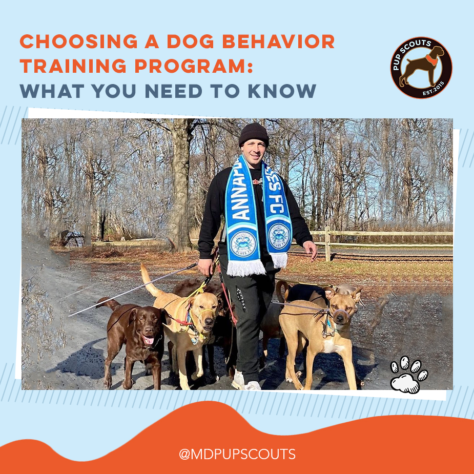 Choosing a Dog Behavior Training Program What You Need to Know