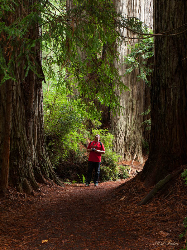 Redwood Tours and Redwood Tour Guides Suggested by M. D. Vaden.