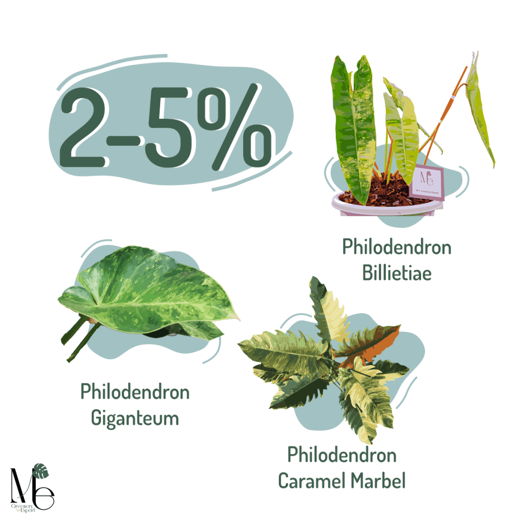 What is the Difference Between the Variegation Percentage of Our Tissue Cultures?