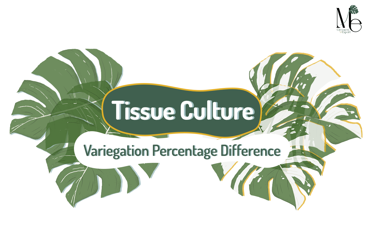 What is the Difference Between the Variegation Percentage of Our Tissue Cultures?