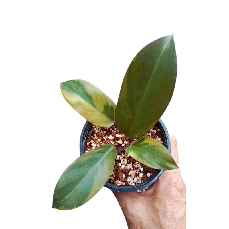 Philodendron Black Cardinal Variegated M.E. Greenery Export