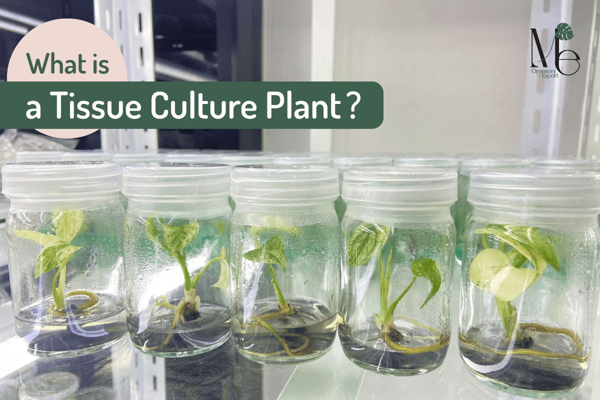 What is a Tissue Culture Plant?