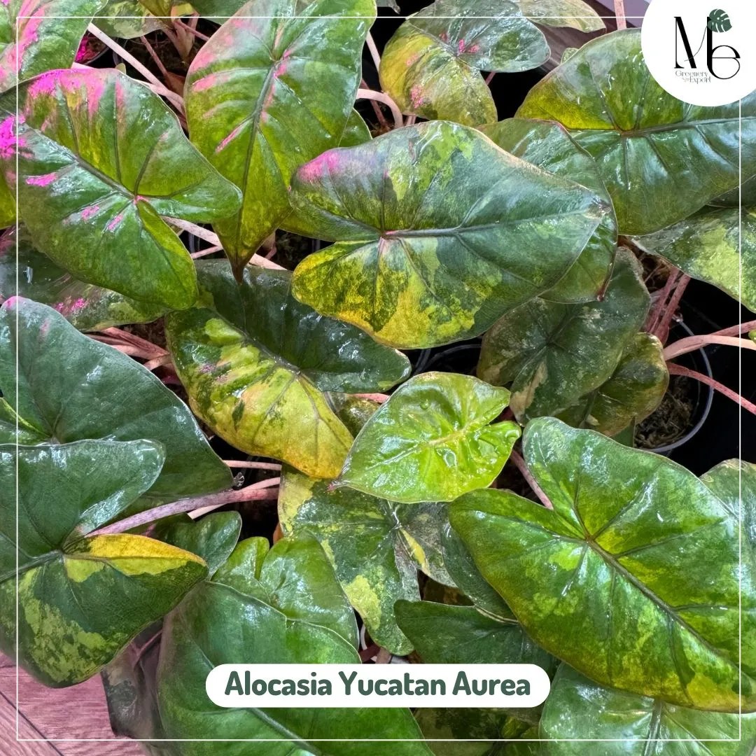 Alocasia Yucatan Aurea