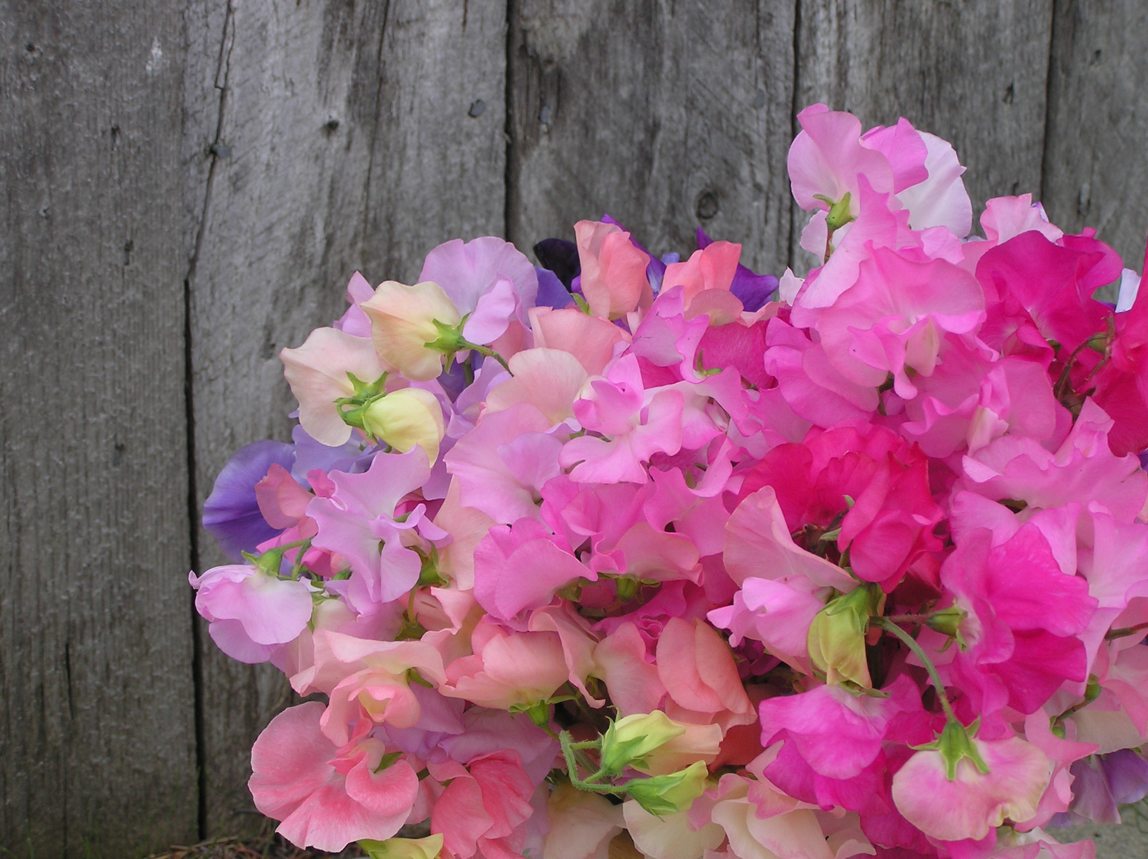 Meadow & Thicket Farm Flowers Edmonton Fresh Flowers