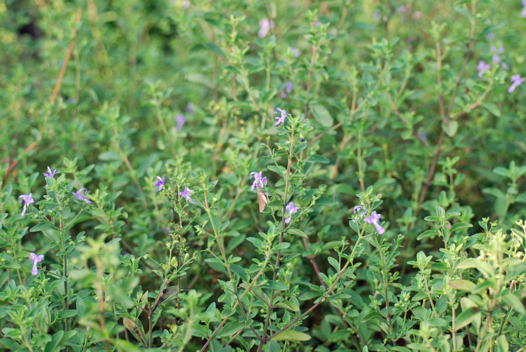 Department of agriculture plant hardiness zone 8, as it needs a shorter chill period that standard lilacs for the flower to set. Blue Curls Trichostema Dichotomum