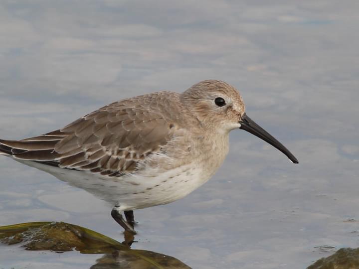 Reminder Visit Losen Slote Creek Park With the Bergen County Audubon