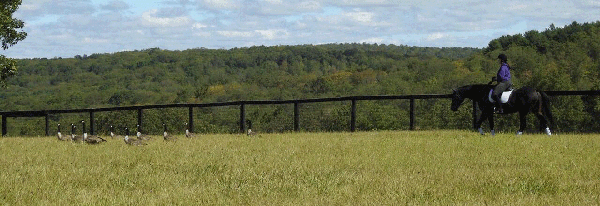 About Meadowbrook Farm Marlborough, CT Horse Farm