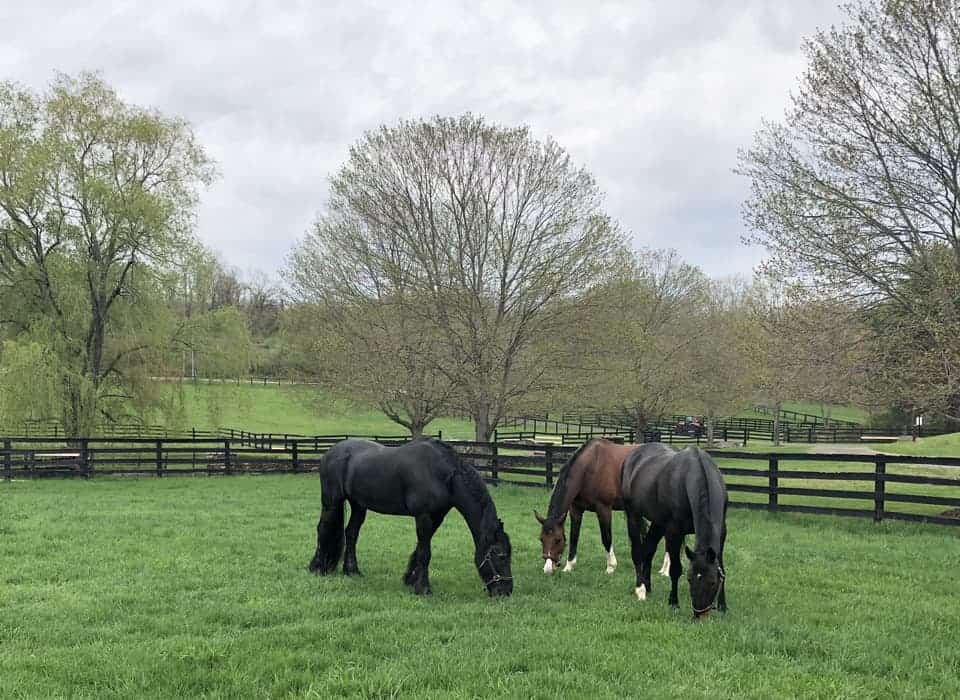 Boarding Facility Meadowbrook Farm Marlborough, CT