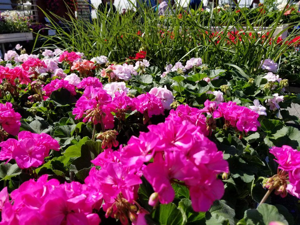 Meadowbrook Farm East Longmeadow, MA