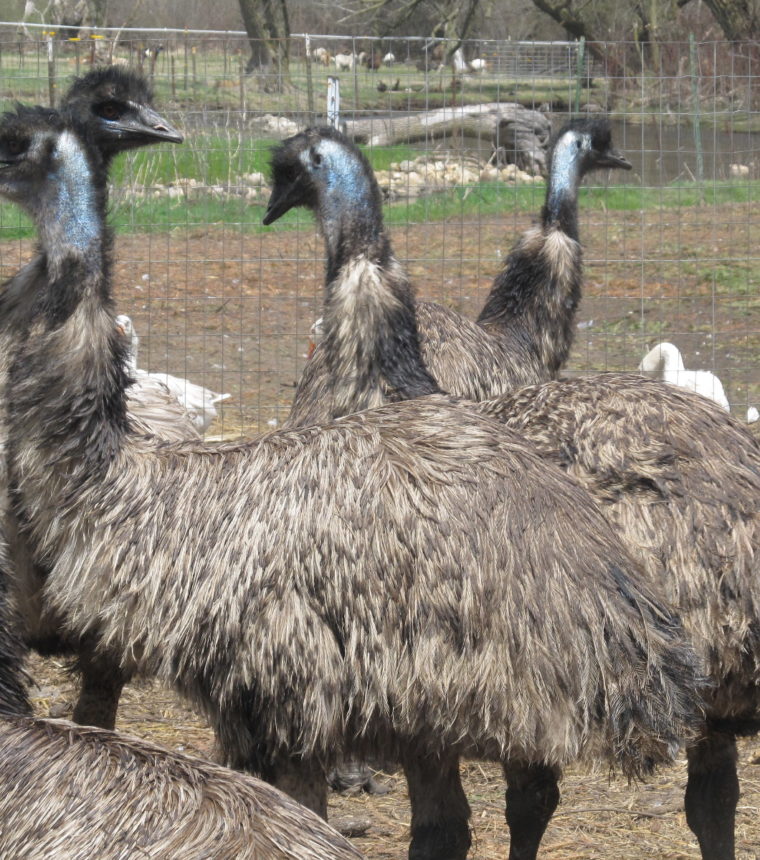 MeadowBrookFun Rhea’s & Emus