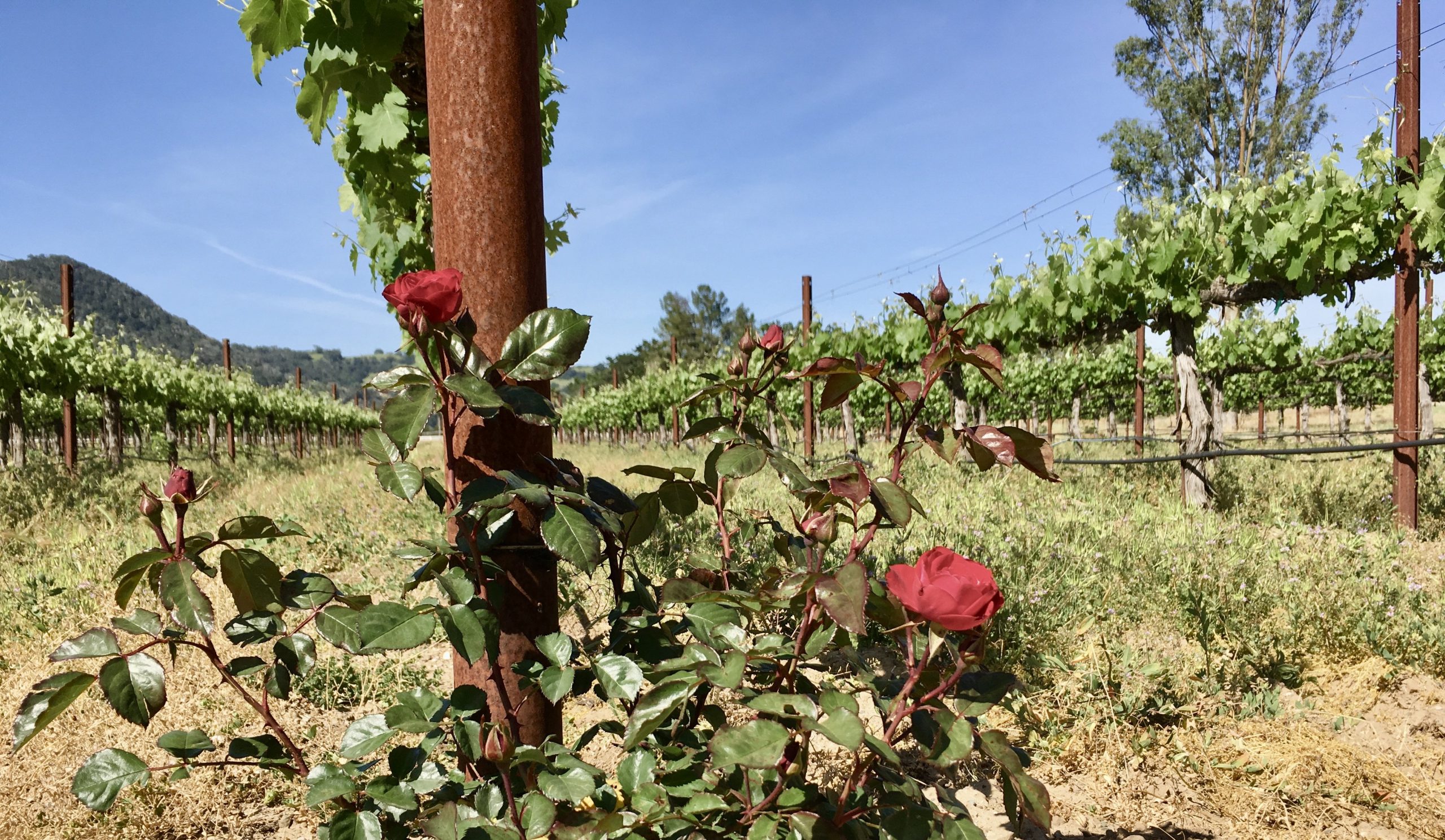 Gallery Meadowlark Vineyards