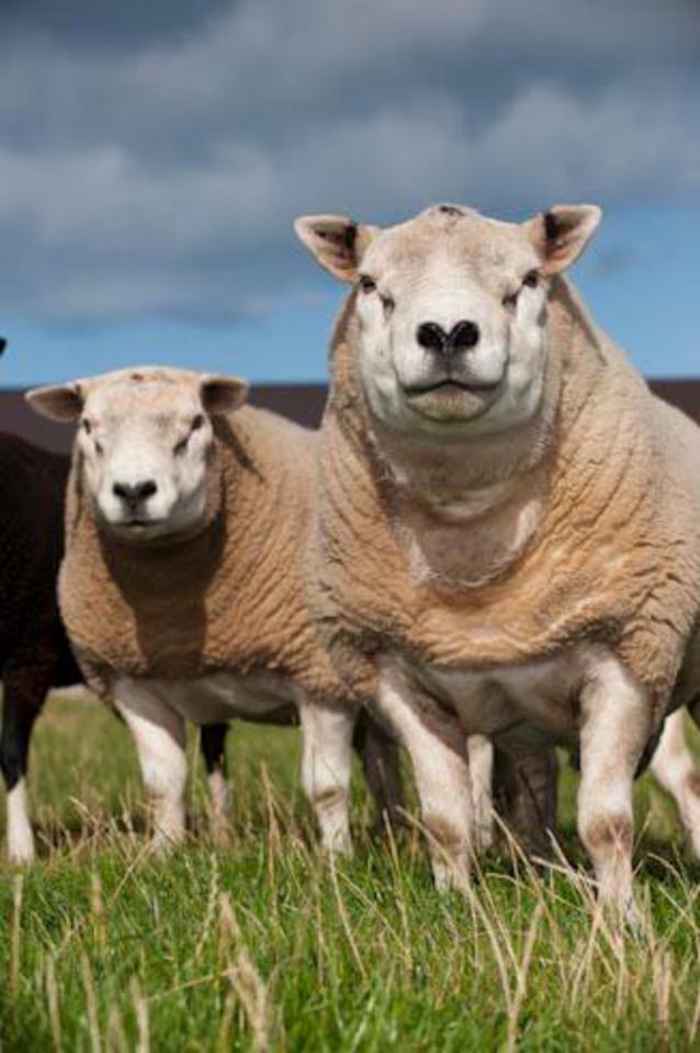 Texel & Suffolk Cross Ewes Meadowrig