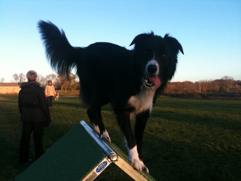 Meadow Run Dog Park Private Dog Park Kalamazoo, MI