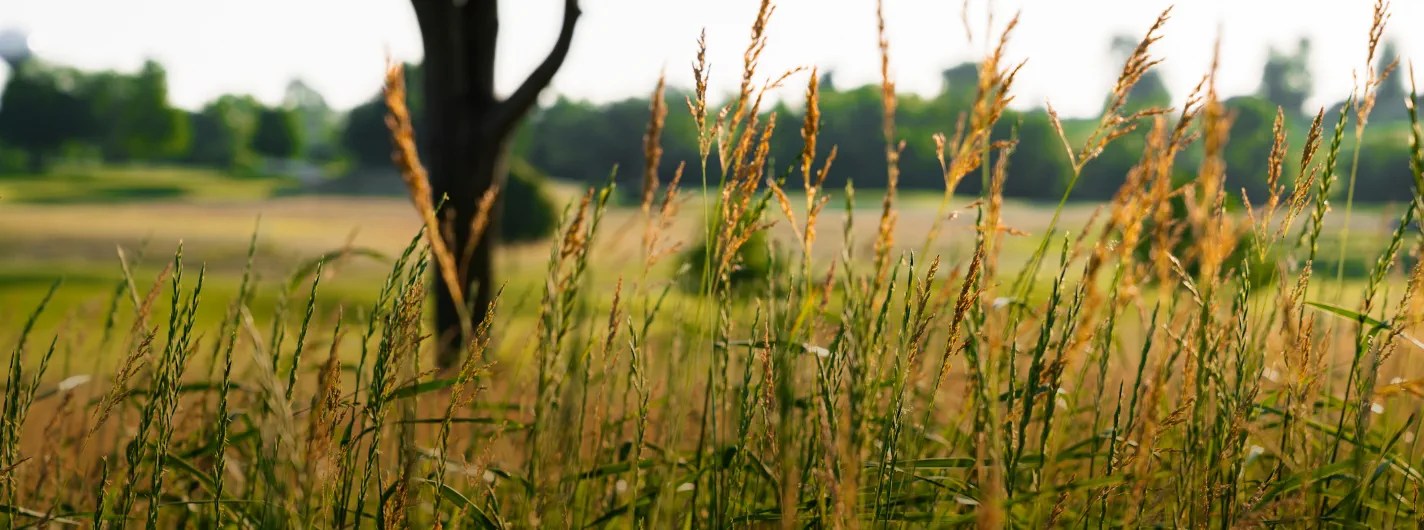 Menu Meadows Golf Course