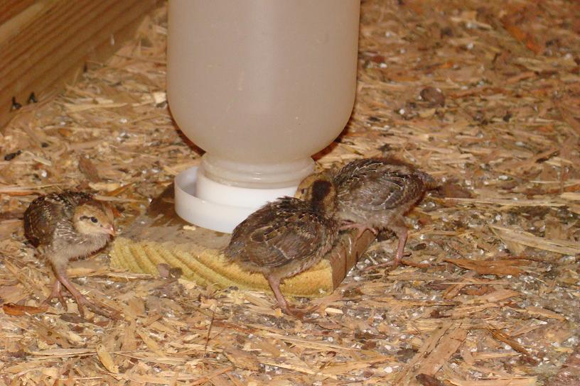 Meadows Quail Farm, Giant Bobwhite Hatching Eggs for sale