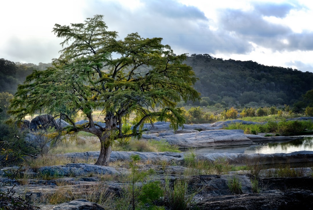 Texas native trees Meadows Tree Service