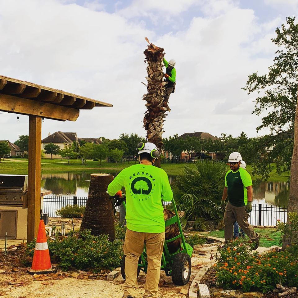 1 Tree Service & Tree Removal Katy TX Meadows Tree Service