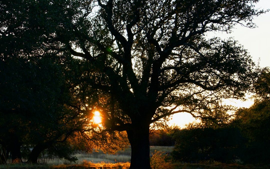 Tree Laws in Texas A Quick Guide for Homeowners