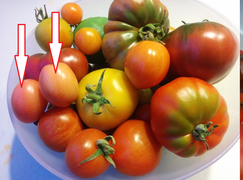 314 MeadowSweet Herbs & Flowers