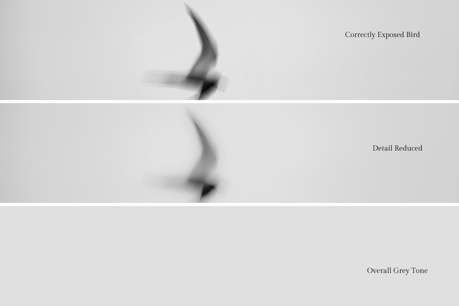 Tone In Photography Shades Of Grey And Exposure In Auto Mode