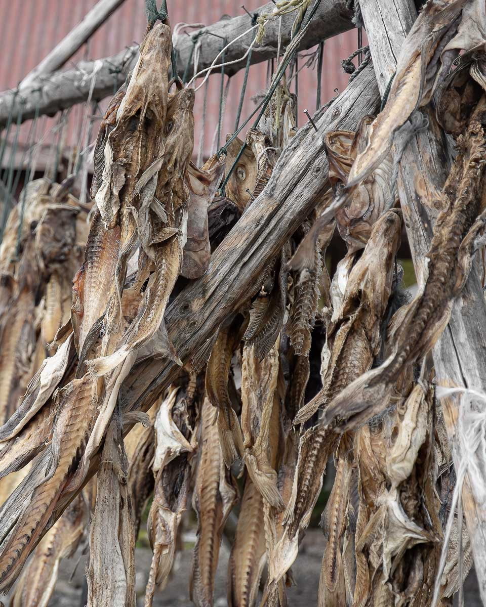 The Traditional Way Of Drying Fish In Iceland Harðfiskur