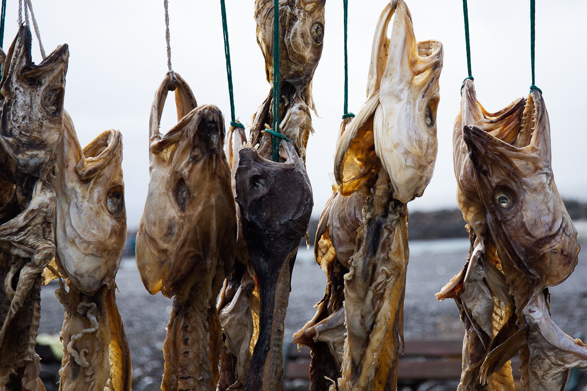 The Traditional Way Of Drying Fish In Iceland Harðfiskur