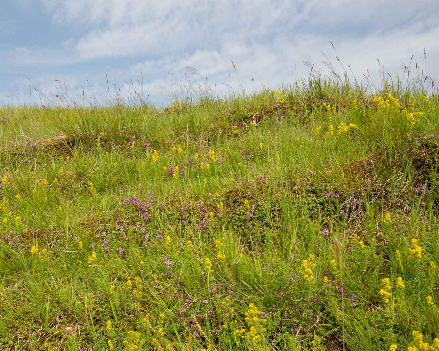 A Guide To Common Wildflowers Of Iceland