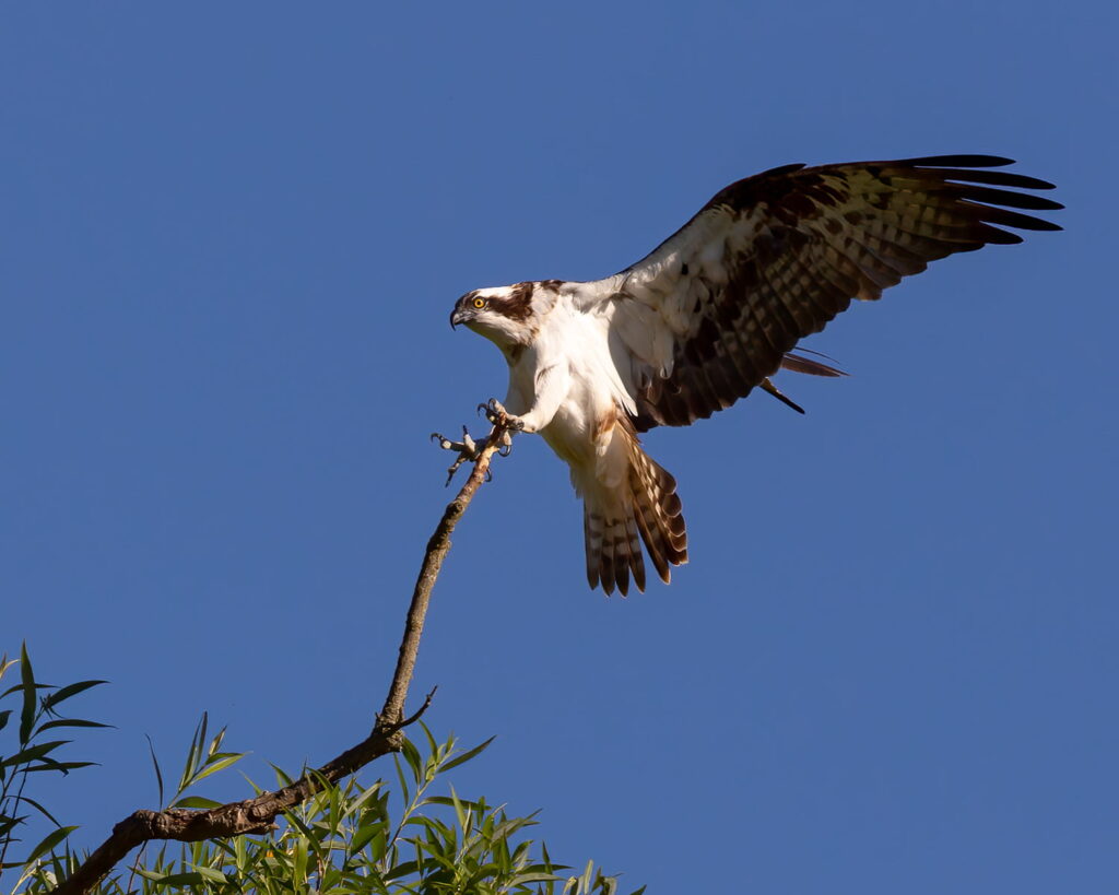 Discover The Best Places To Spot Osprey In The UK