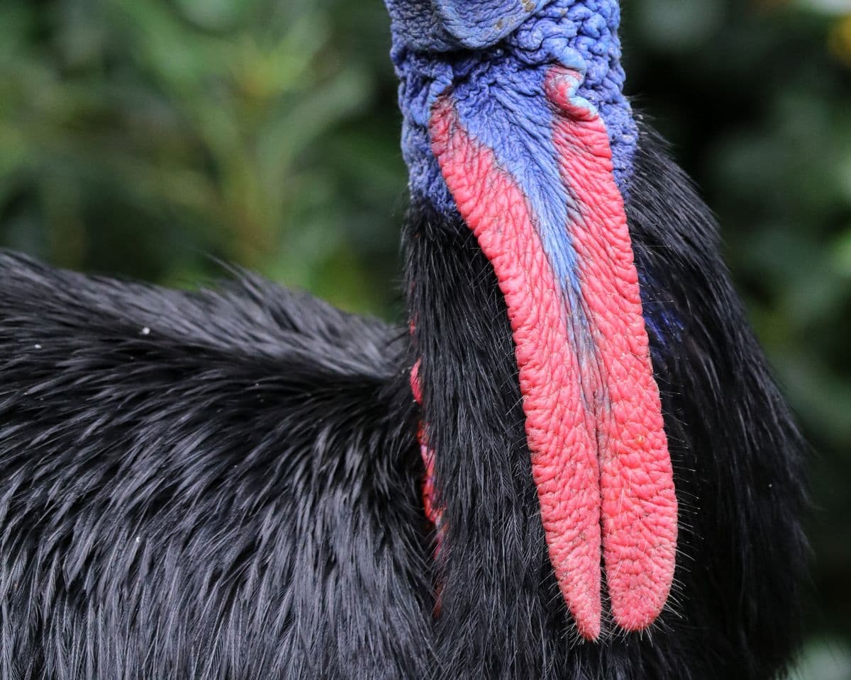 Seeking Out Queensland's Mysterious Cassowary, Australia