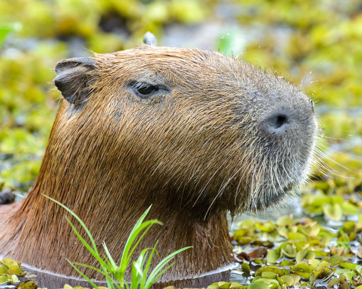 Encountering Capybaras On Colombia’s Eastern Plains(03)