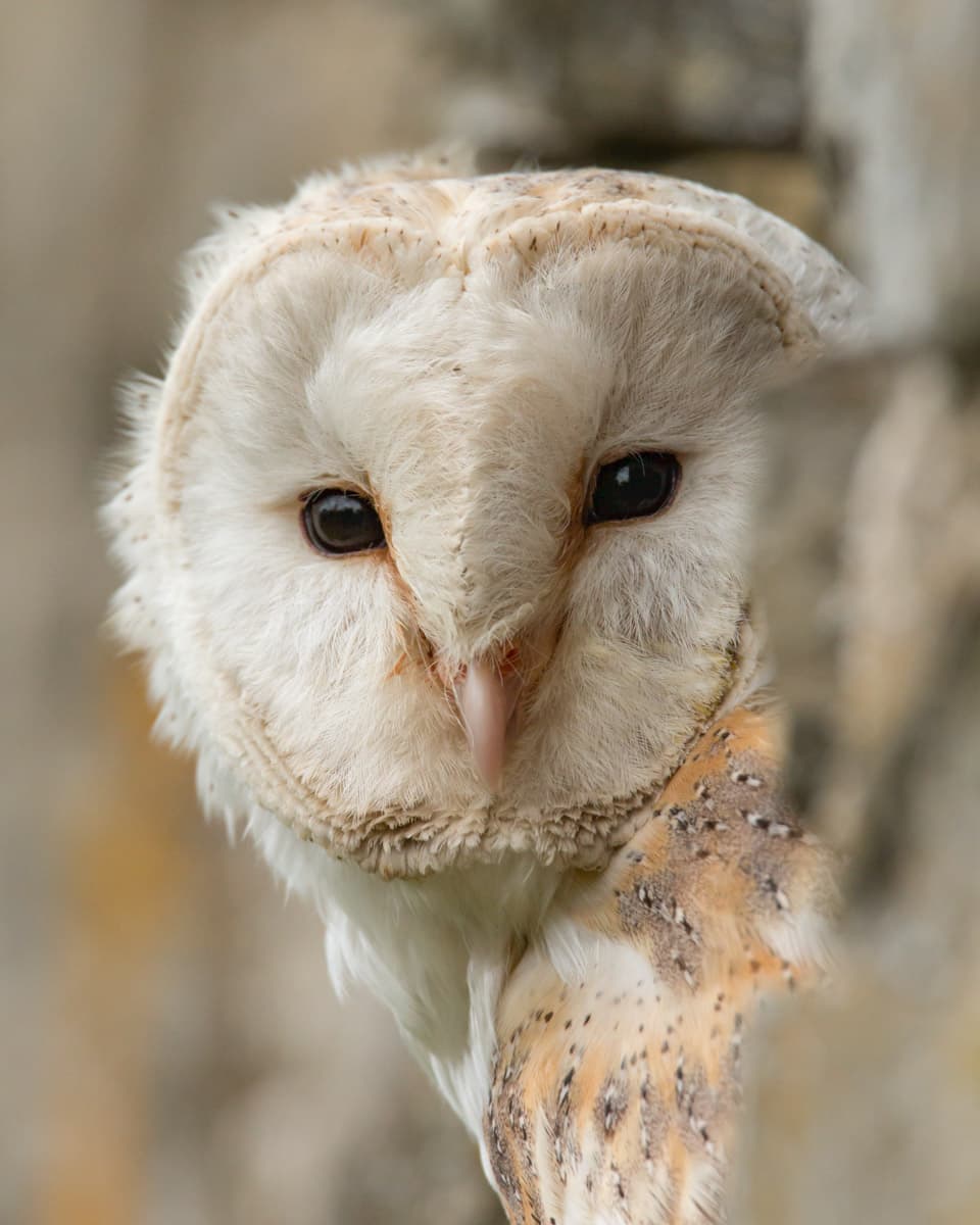 Where To Find Owls In The UK