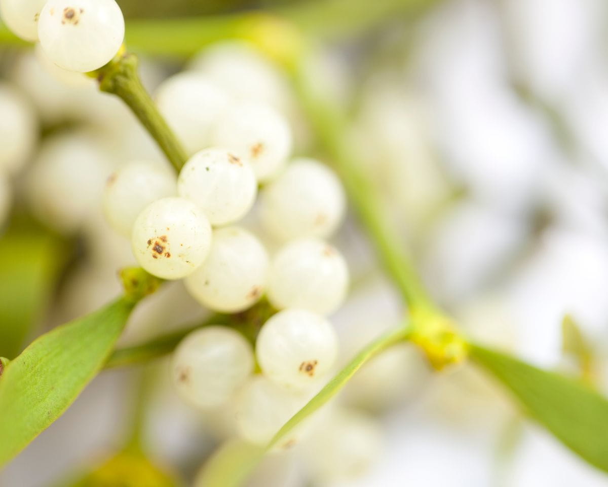 Mistletoe Facts A Symbol Of Winter And Love