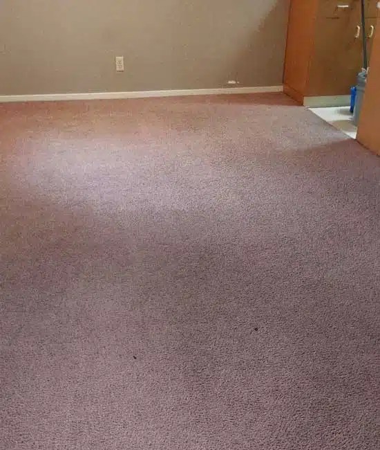 Our Process Mean Green Carpet Cleaners