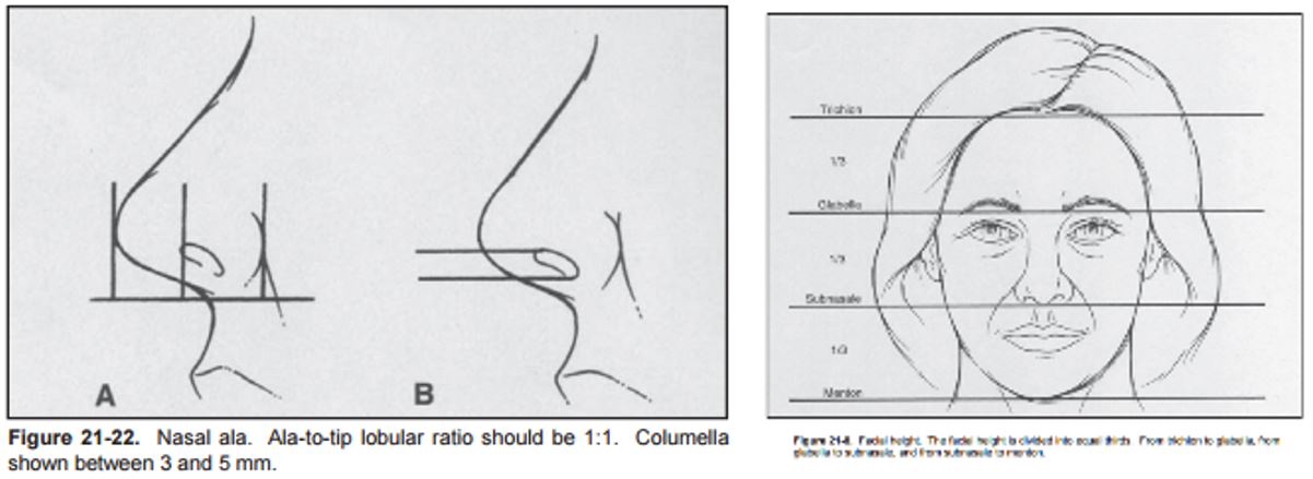 Golden Ratio Face Drawing Gigantesdescalzos Com
