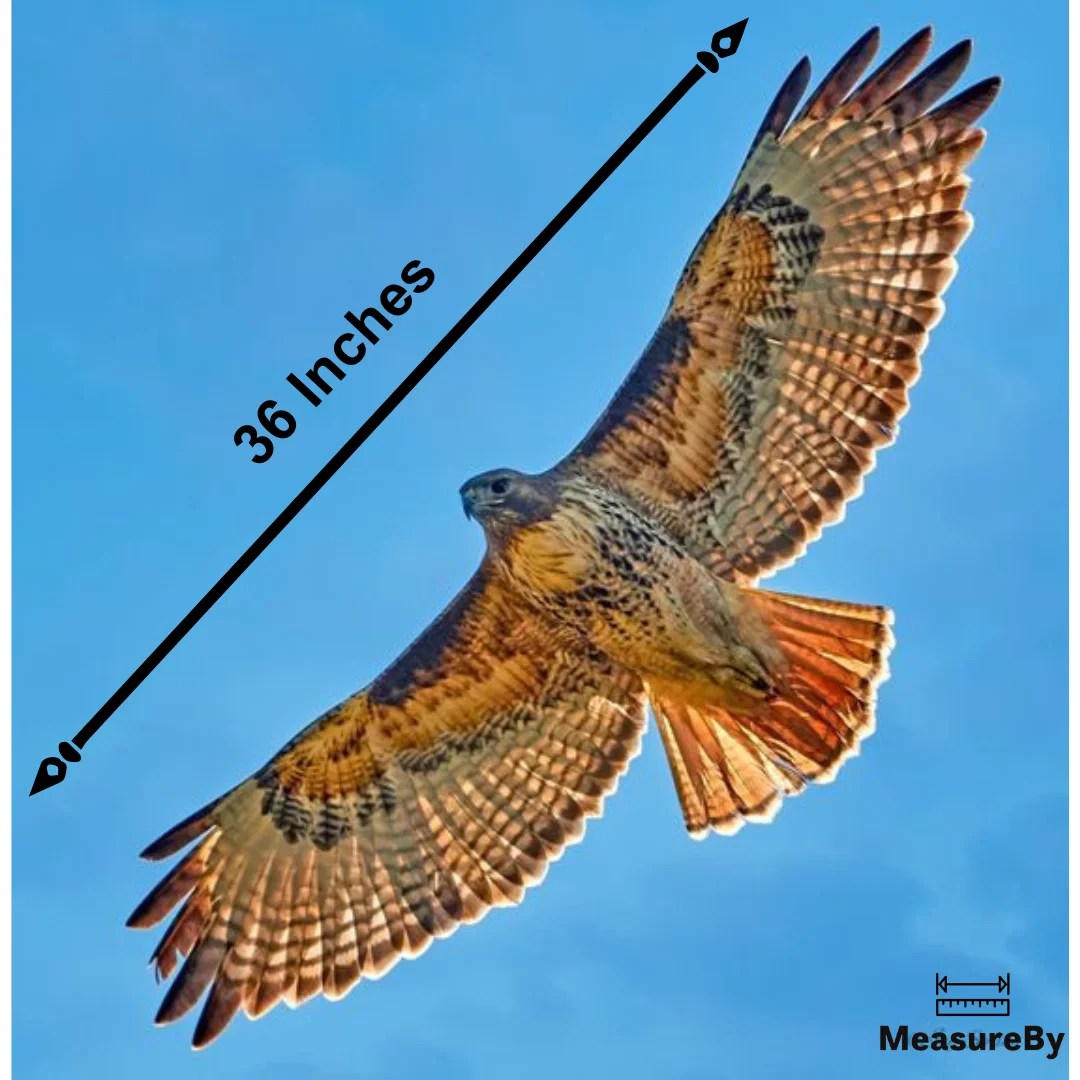 How Long or Big Is 36 Inches? [With 10 Examples]